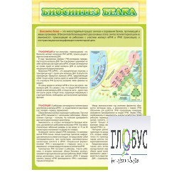 Стенд "Биосинтез белка" - «globural.ru» - Чайковский